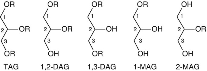 Chemical structures of triglycerides (TAG), diglycerides (DAG), and monoglycerides (MAG).