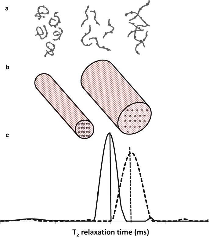 Illustration of micro- and macroscopic structural alterations reflected in proton T2 relaxation of meat