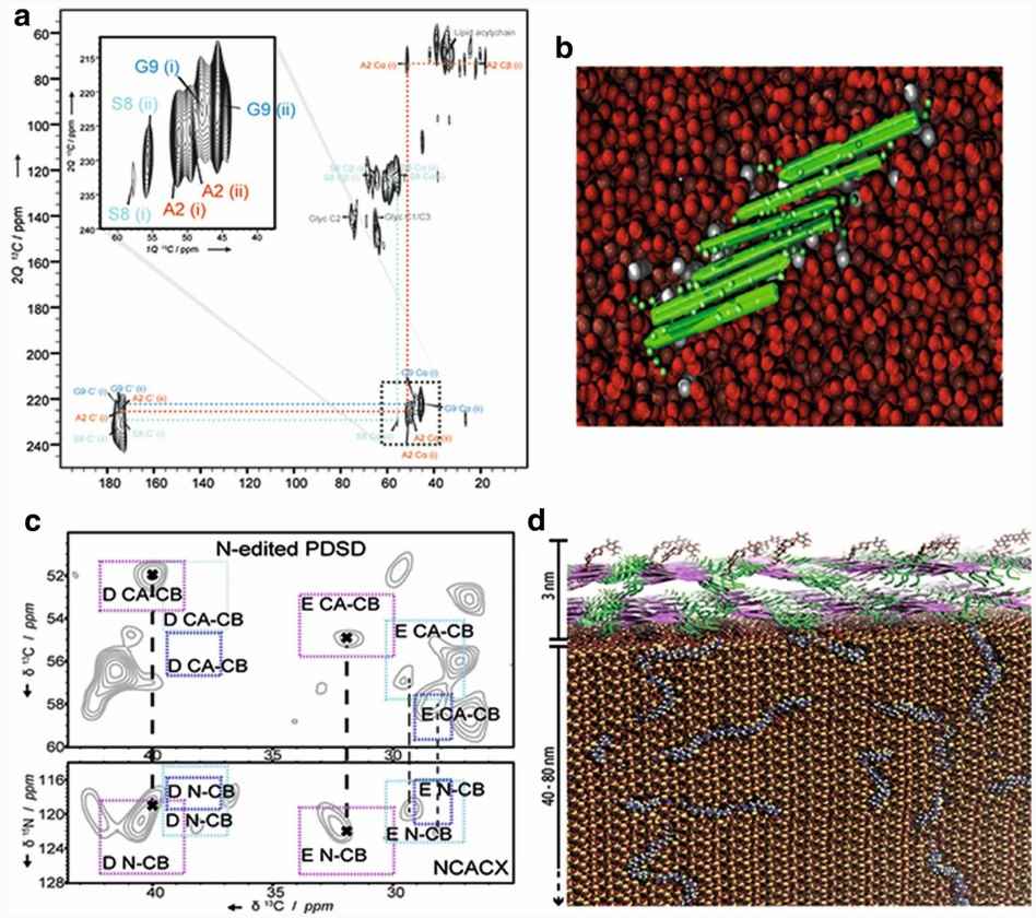 2D ssNMR data provide unique insight into the molecular structure of complex biomaterials such as liposomal vaccines (a, b) and diatom biosilica (c, d).