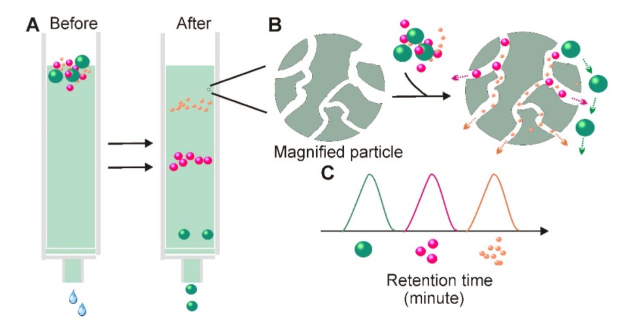 Figure 1. Flow chart of exosome isolation by size exclusion chromatography.
