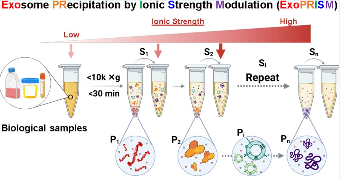 Figure 2. Schematic representation of exosomes precipitated by regulating ionic strength.