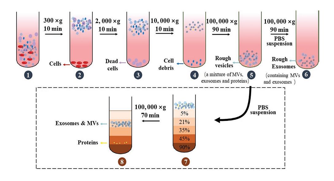 Figure 1. Schematic of exosomes separated by density gradient centrifugation.