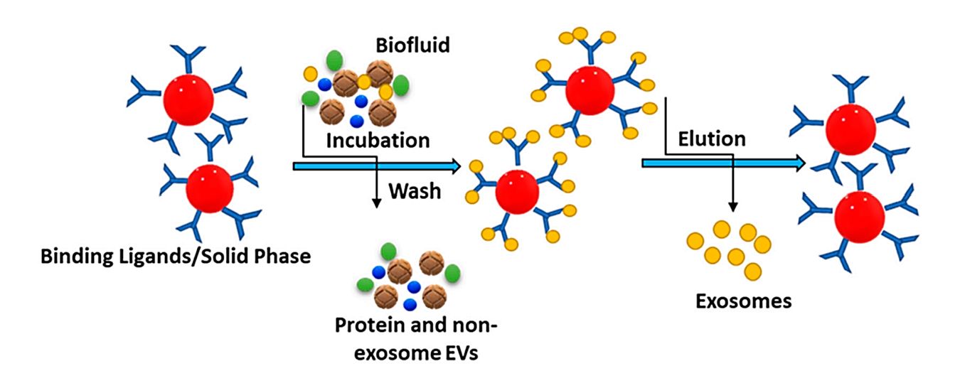 Figure 1. Schematic of exosome isolation by immunoaffinity.