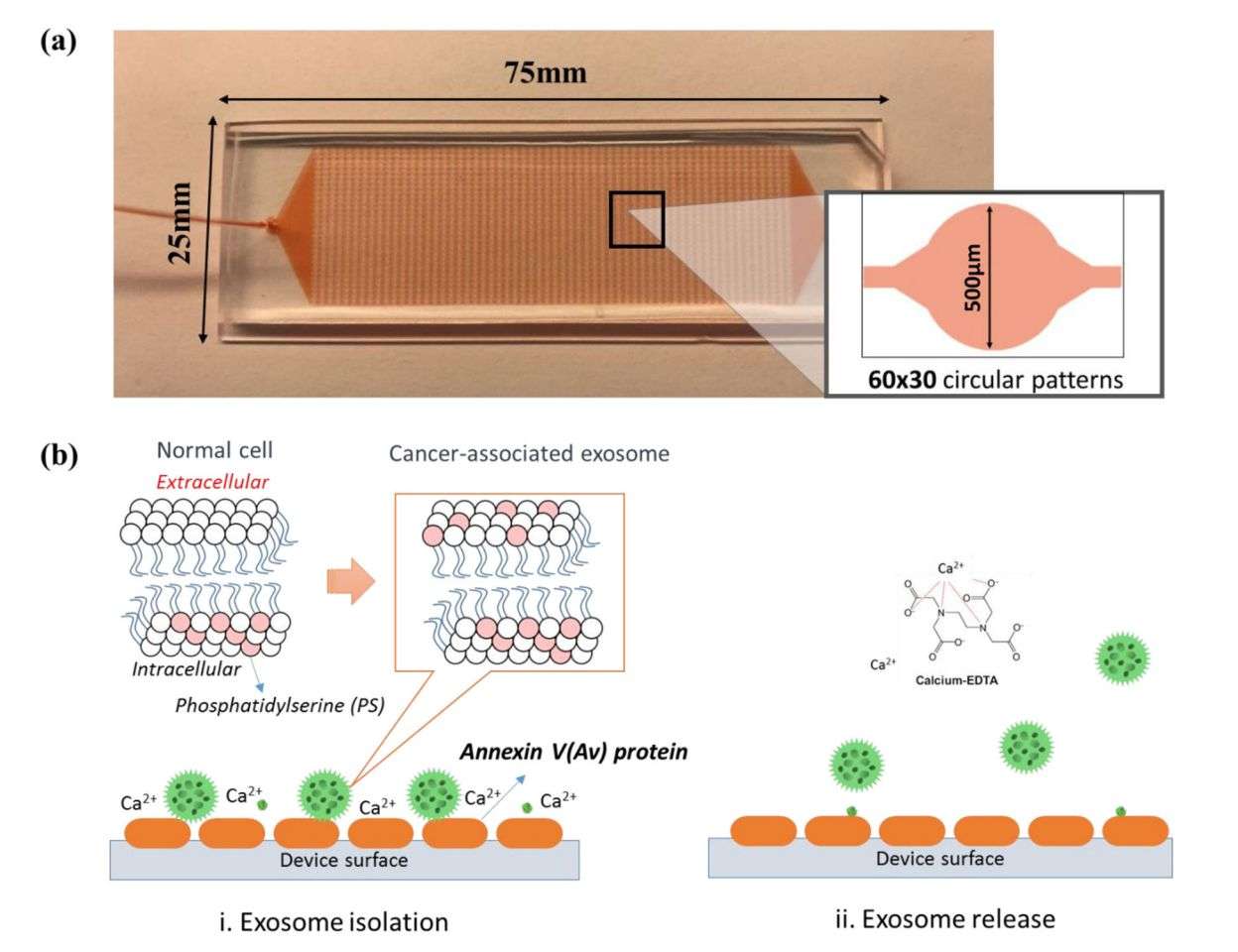 Figure 2. Three-dimensional corrugated structure chip for exosome isolation.