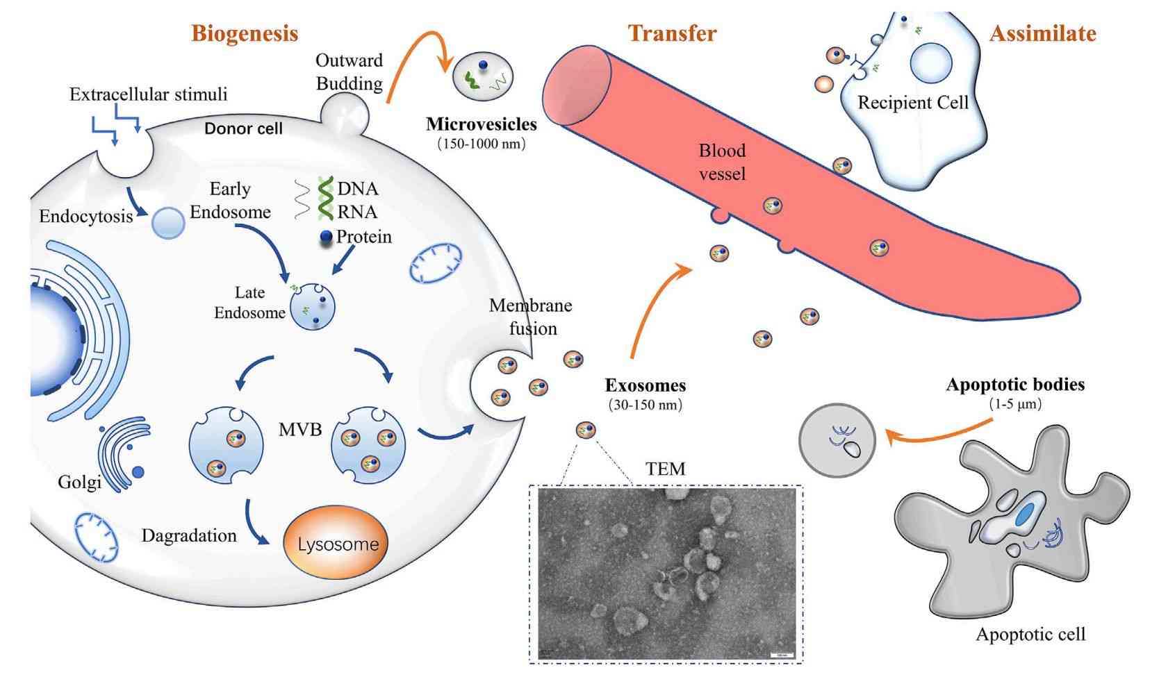 Figure 1. Biogenesis of exosomes.