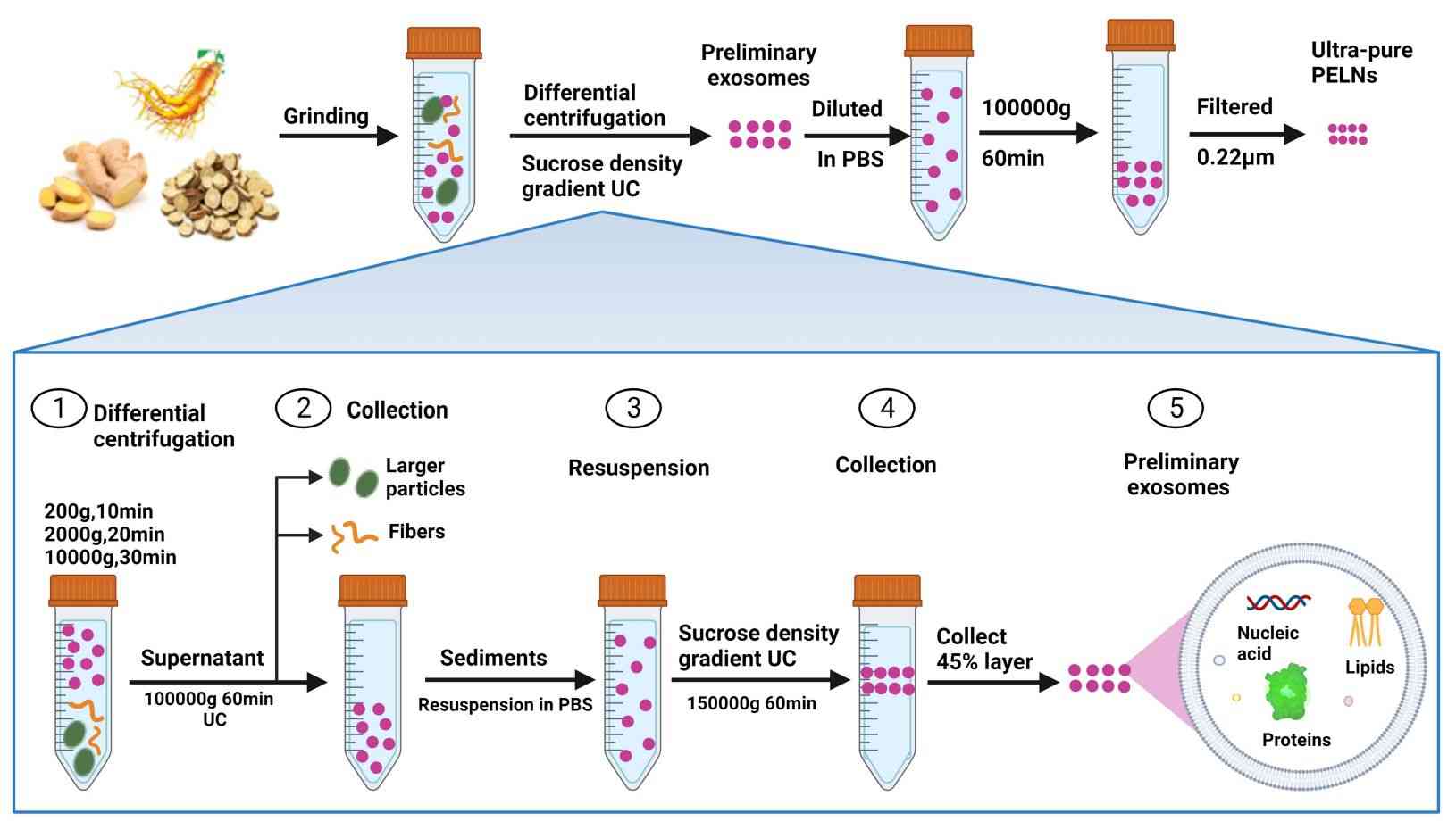Figure 2. Method for the preparation of vegetable-derived exosomes.