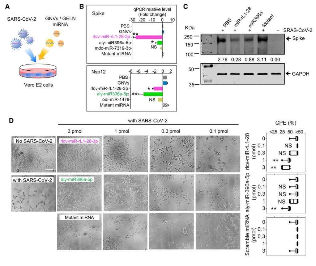Figure 5. Ginger-derived exosomes suppress lung inflammation.