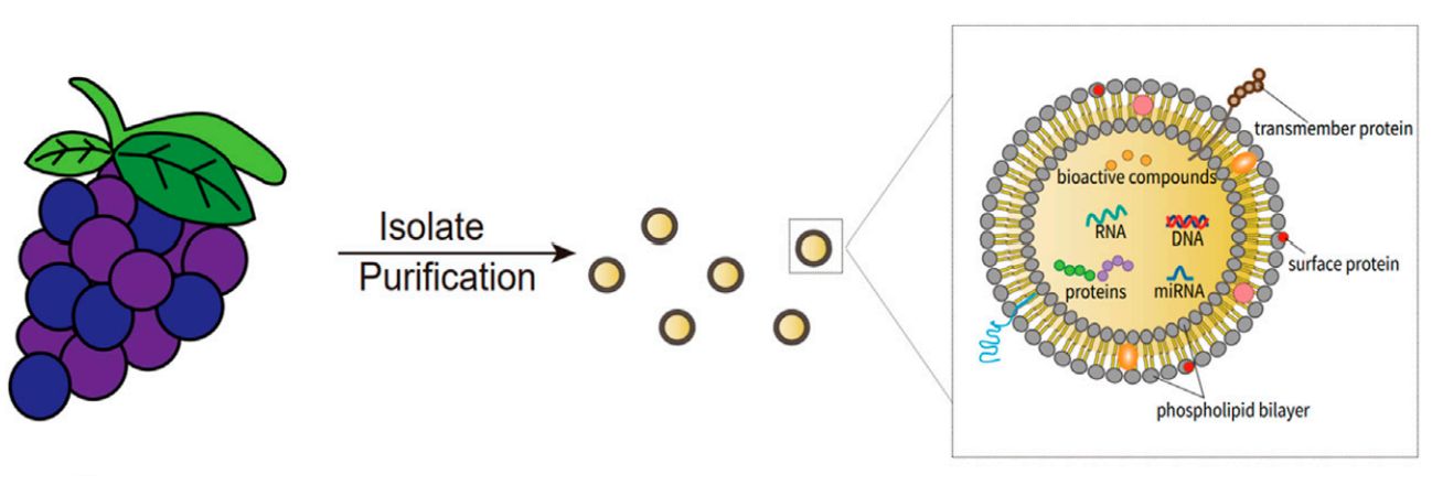 Figure 1. Schematic of grape exosomes.