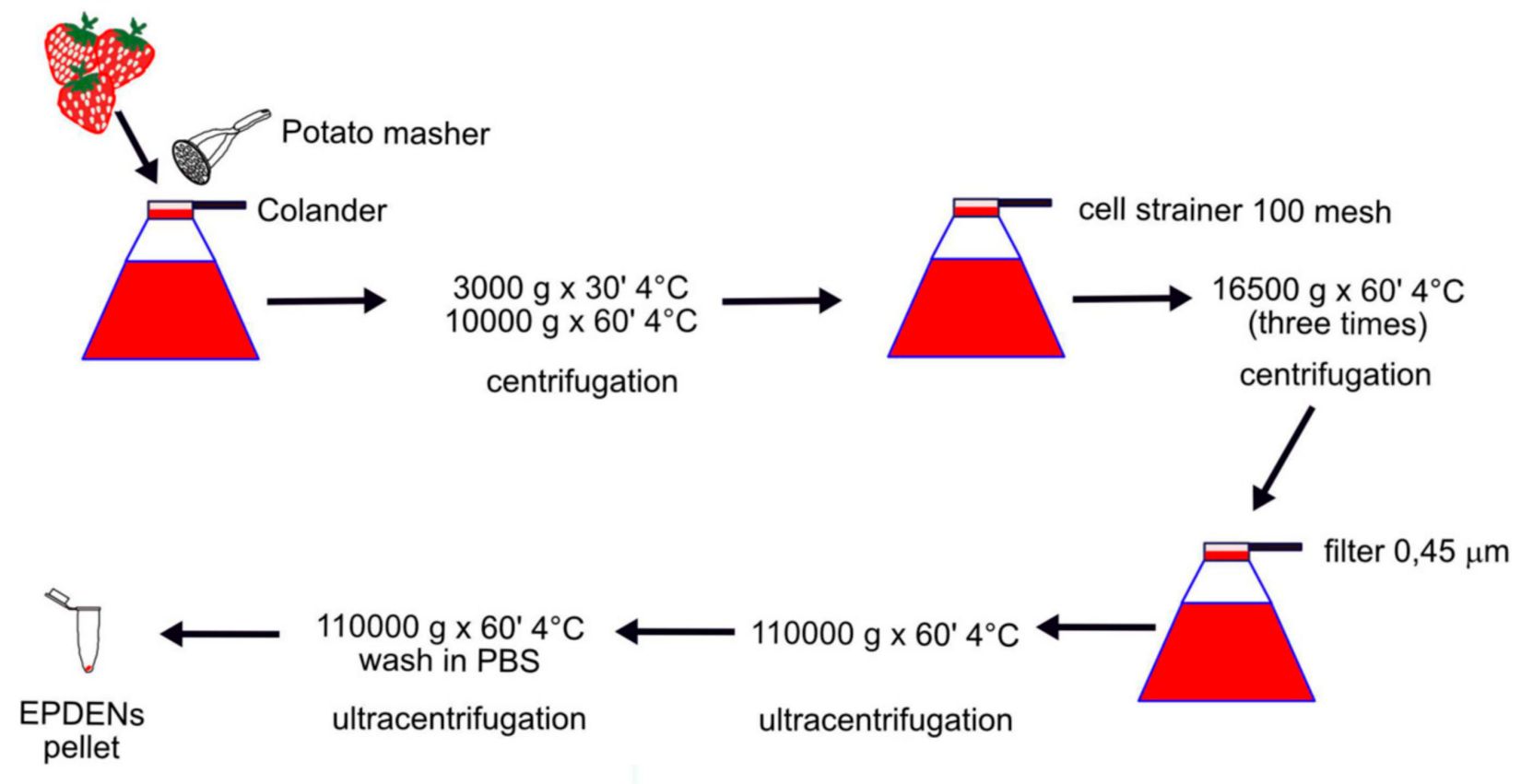 Figure 3. Isolation of exosomes from fruits.