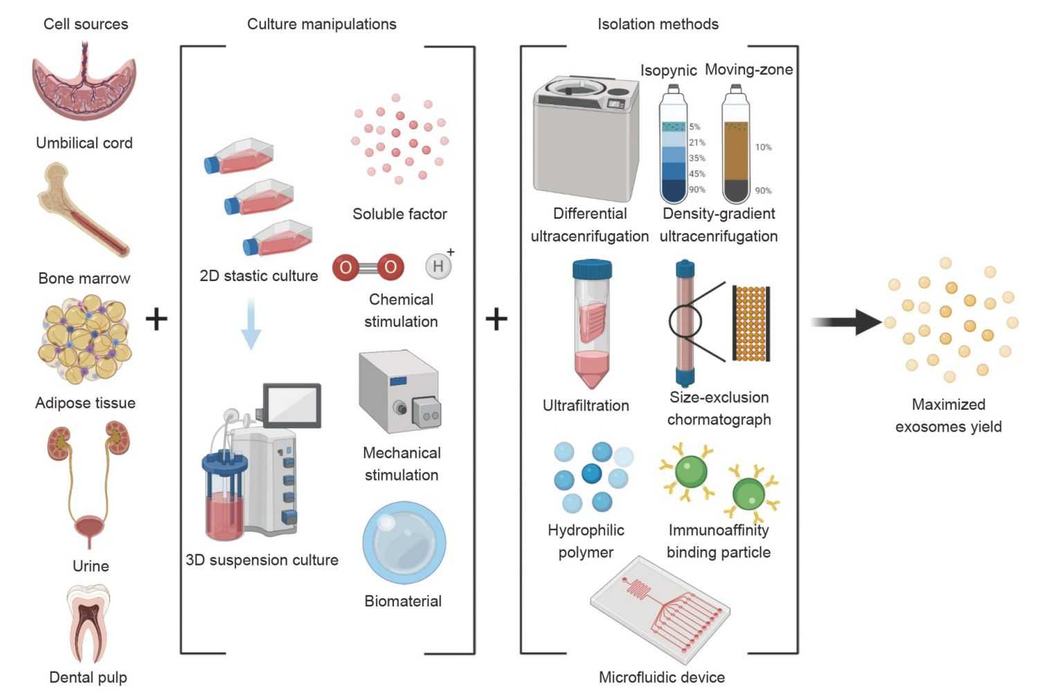 Figure 3. Schematic of methods to maximize stem cell exosome production.