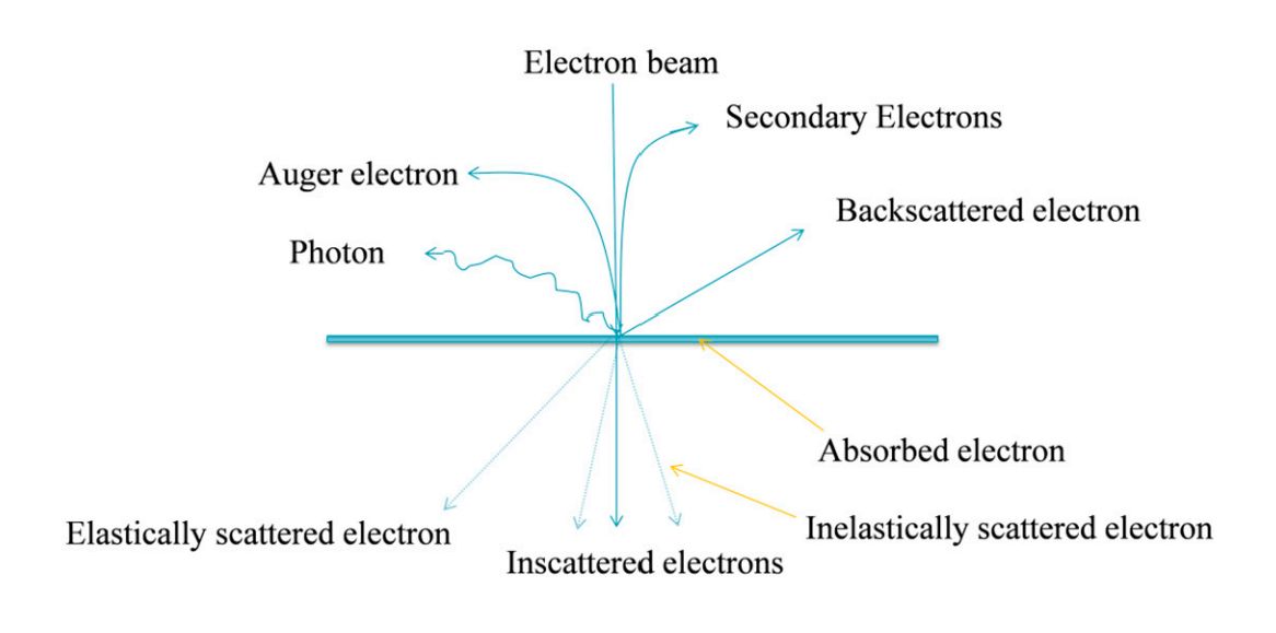 Figure 1. Schematic of the principle of transmission electron microscopy (TEM).