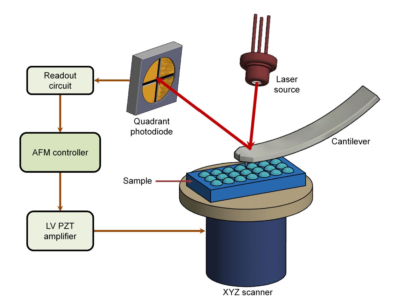 Figure 1. Schematic diagram of the operation of an atomic force microscope (AFM).