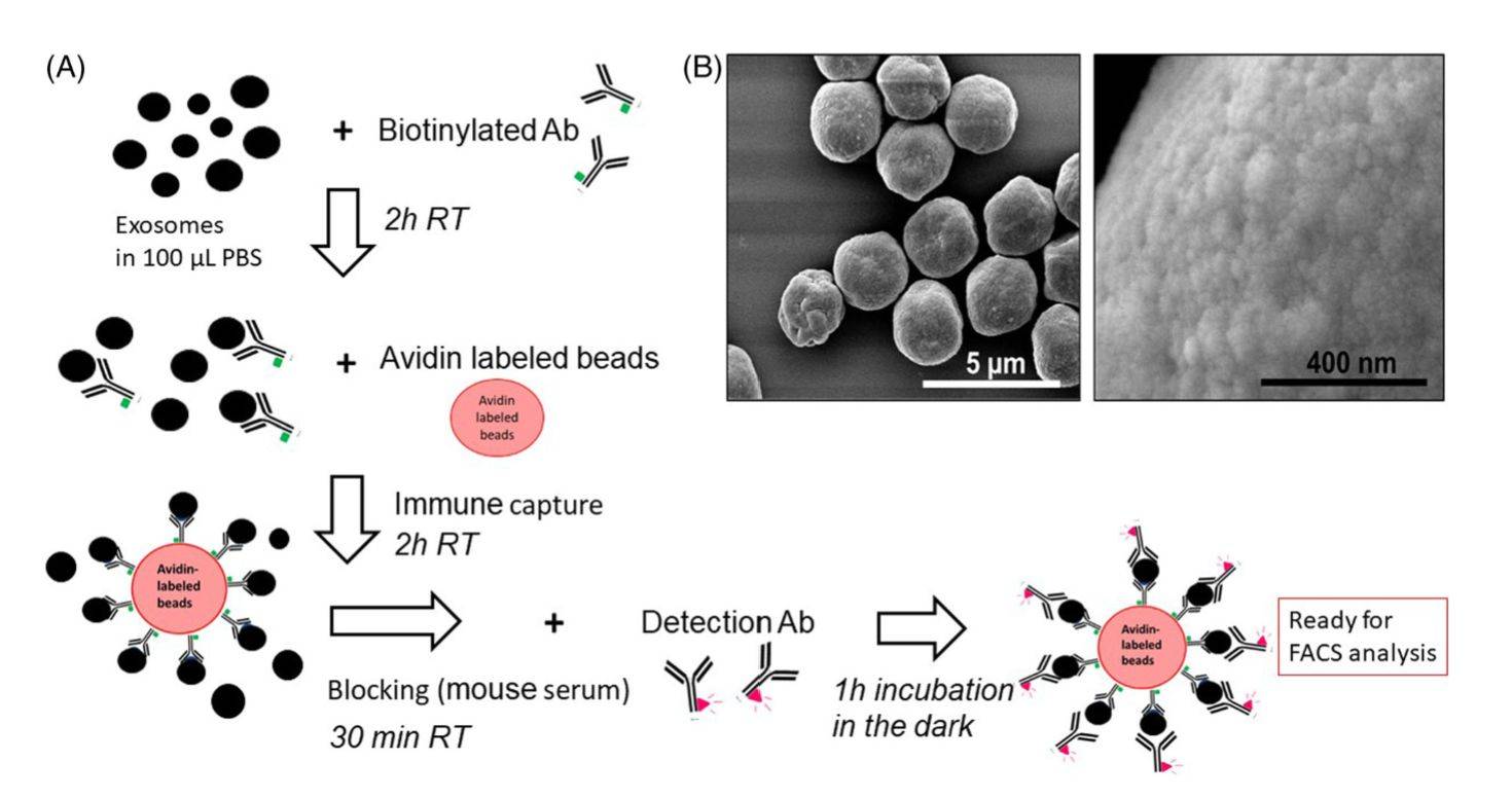 Figure 2. Characterization of exosomal cargo by on-bead flow cytometry.