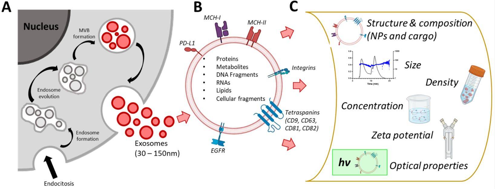 Figure 1. Exosome biogenesis and parameters to be characterized.