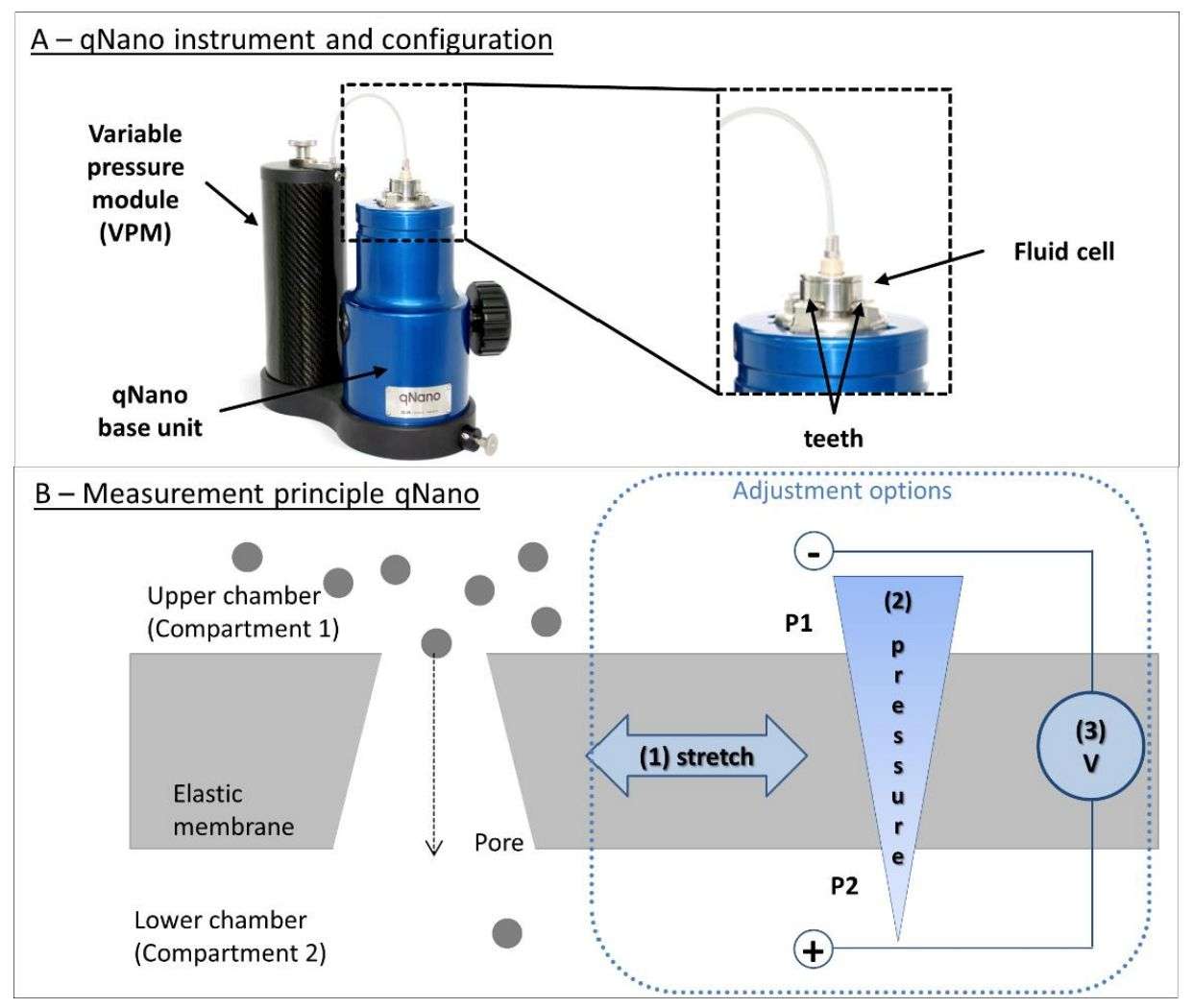 Figure 2. Structure and measurement principle of tunable resistance pulse sensing (TRPS).