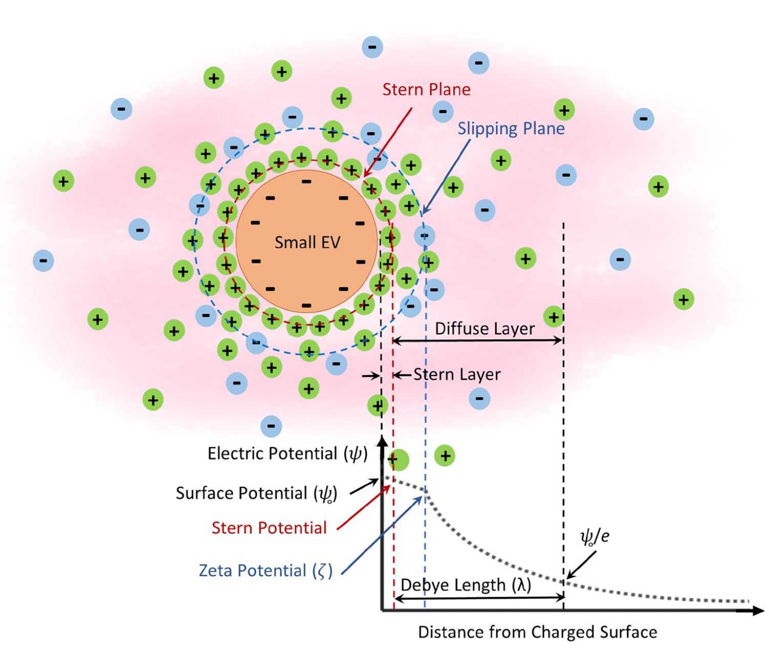 Figure 3. Schematic of the potential distribution of electrolytes around extracellular vesicles.