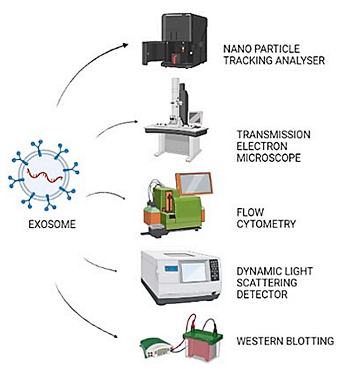 Figure 2. Schematic of common exosome characterization techniques.