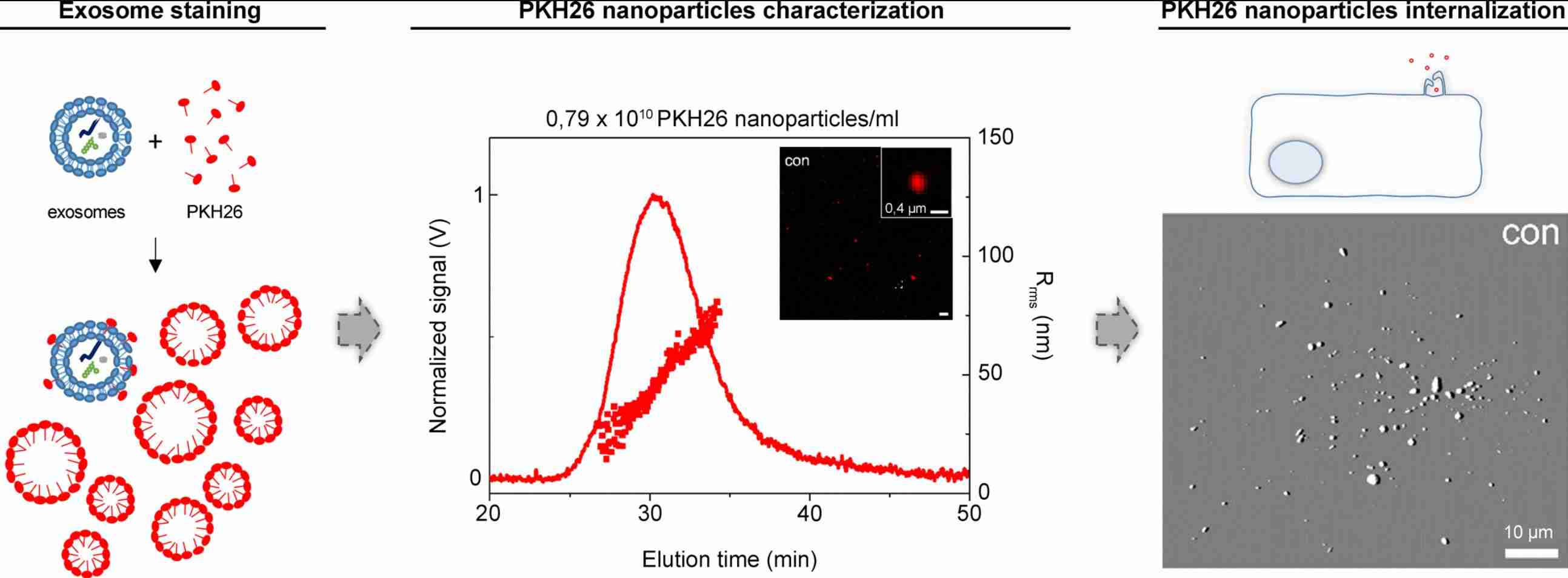 Figure 1. Schematics of exosome labeling with PKH26 dye.