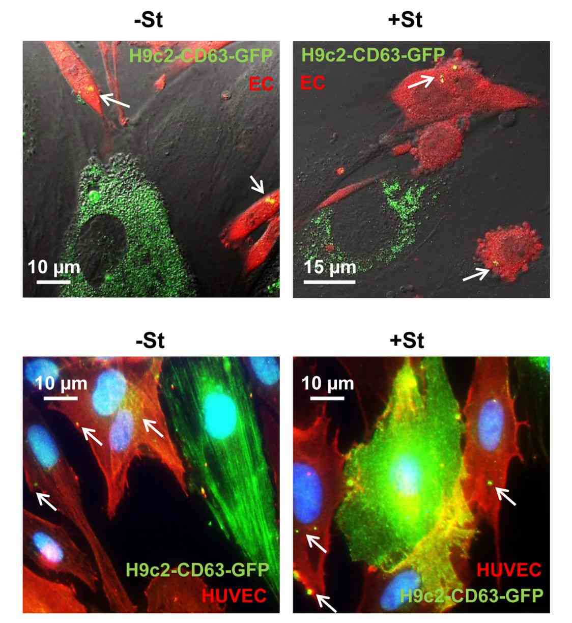 Figure 1. Schematic diagram of constructed H9C2-CD63-GFP cells.