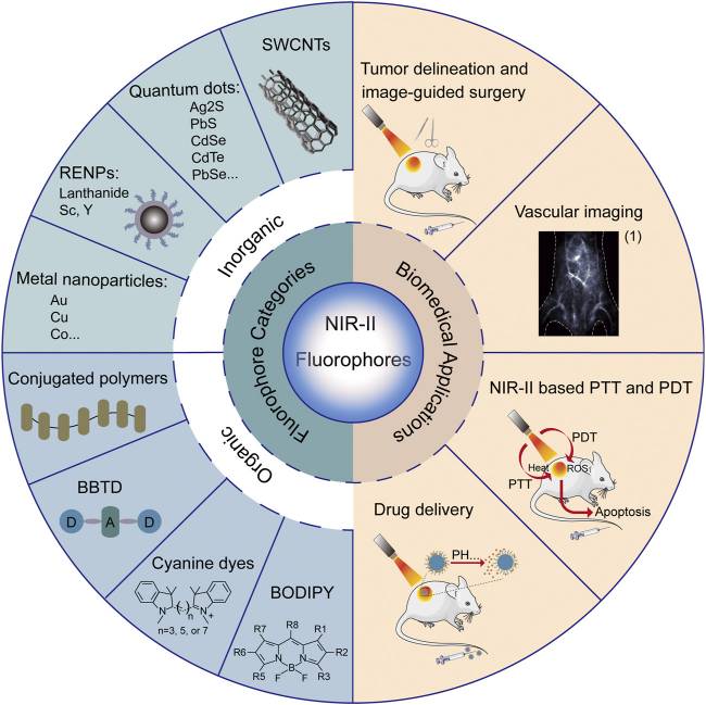 Figure 2. Types and applications of NIR-II fluorophores.