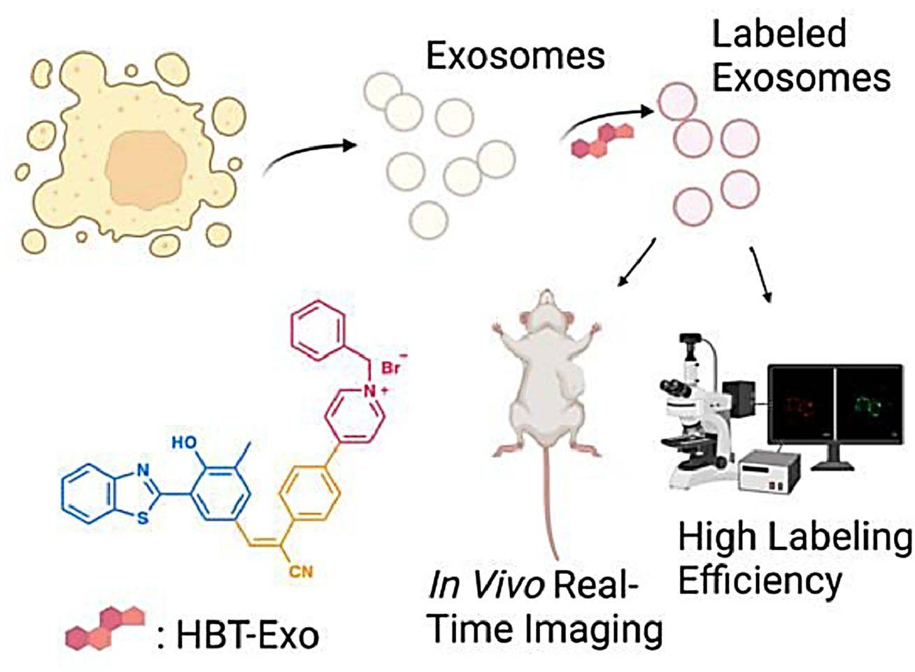 Figure 3. Schematic of the NIR fluorescent probe HBT-Exo for labeling exosomes.