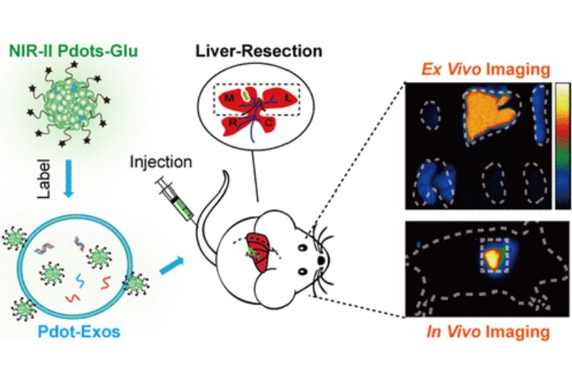 Figure 4. Fluorescent semiconductor polymer dots (Pdots) for MSC-Exos labeling.