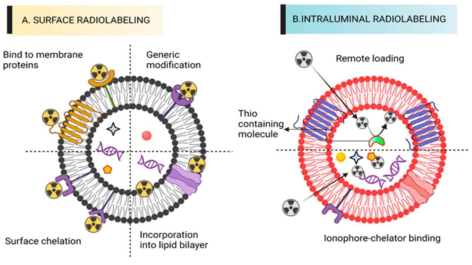 Figure 2. Schematic diagram of exosome radiolabeling technique.