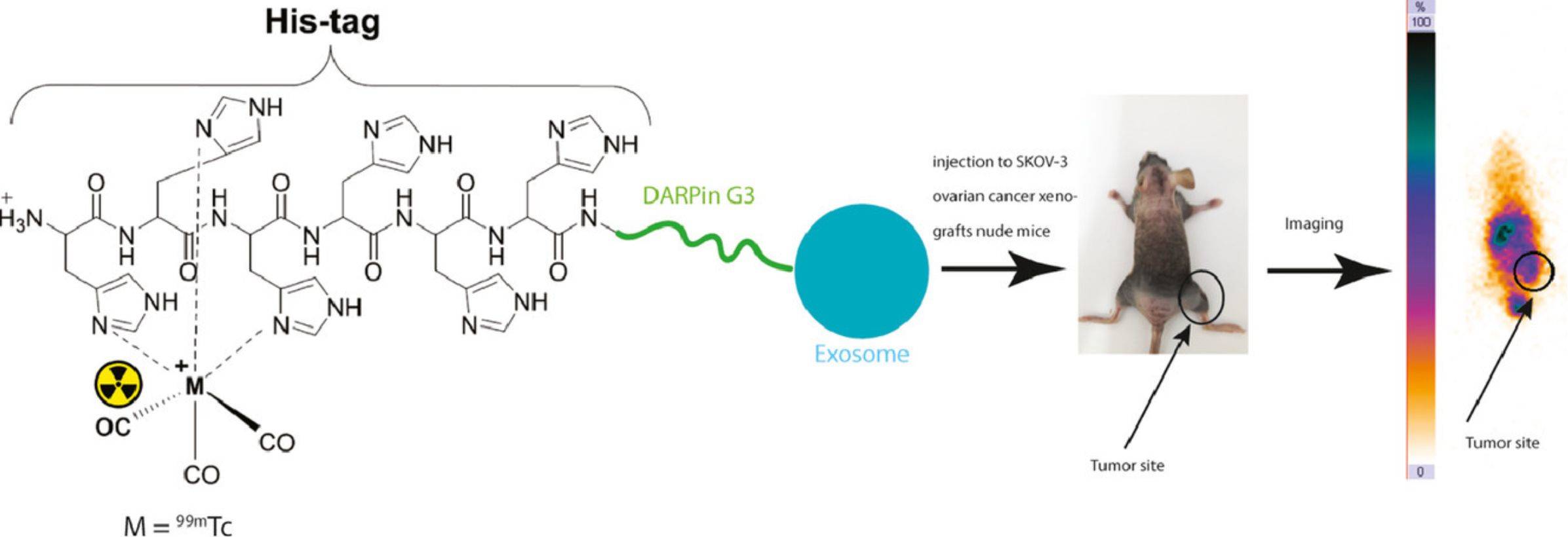 Figure 3. Schematic of 99mTc radiolabeled HER2 targeting exosomes.