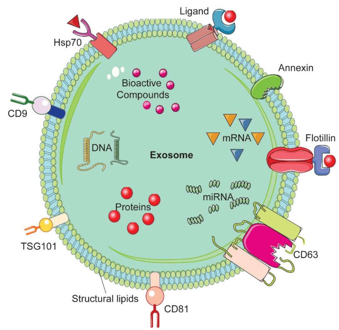 Figure 1. Schematic structure of an exosome.
