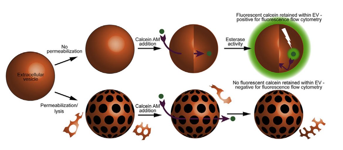 Figure 3. Schematic of exosome labeling using calcein-AM.