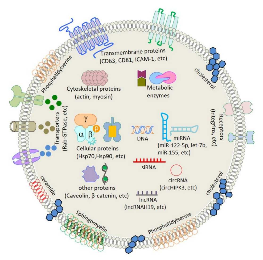 Figure 1. Schematic structure of an exosome.