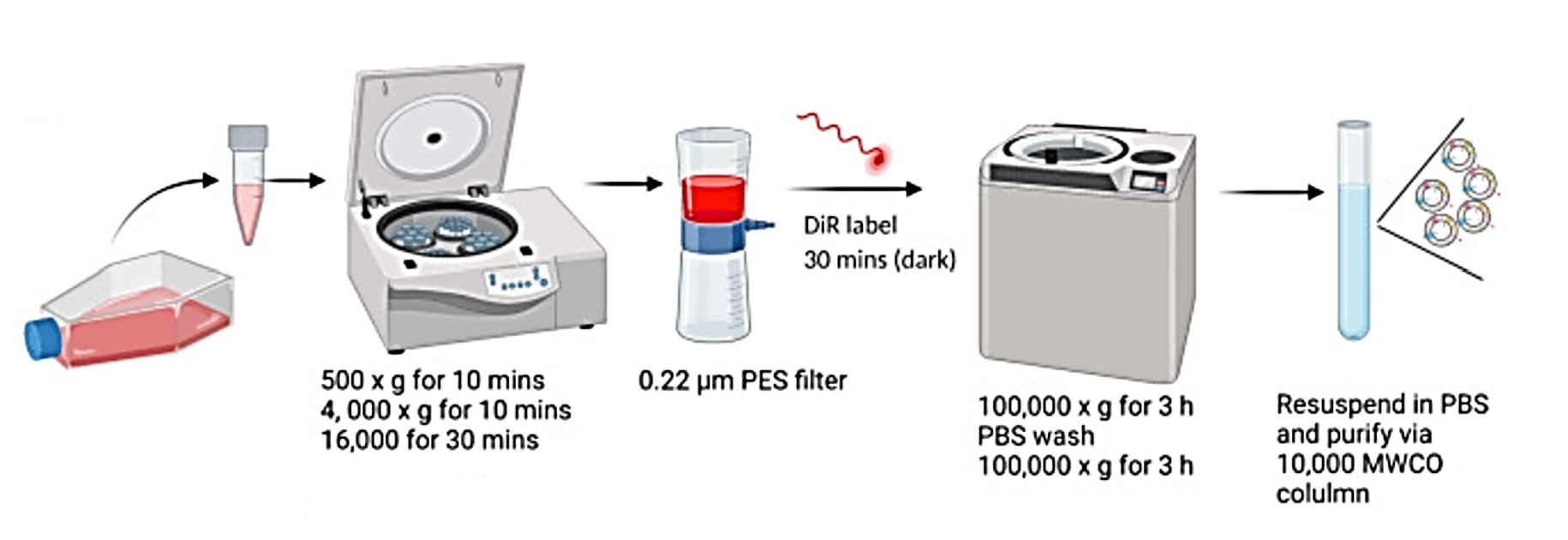 Figure 2. Flow chart of exosome purification and labeling.