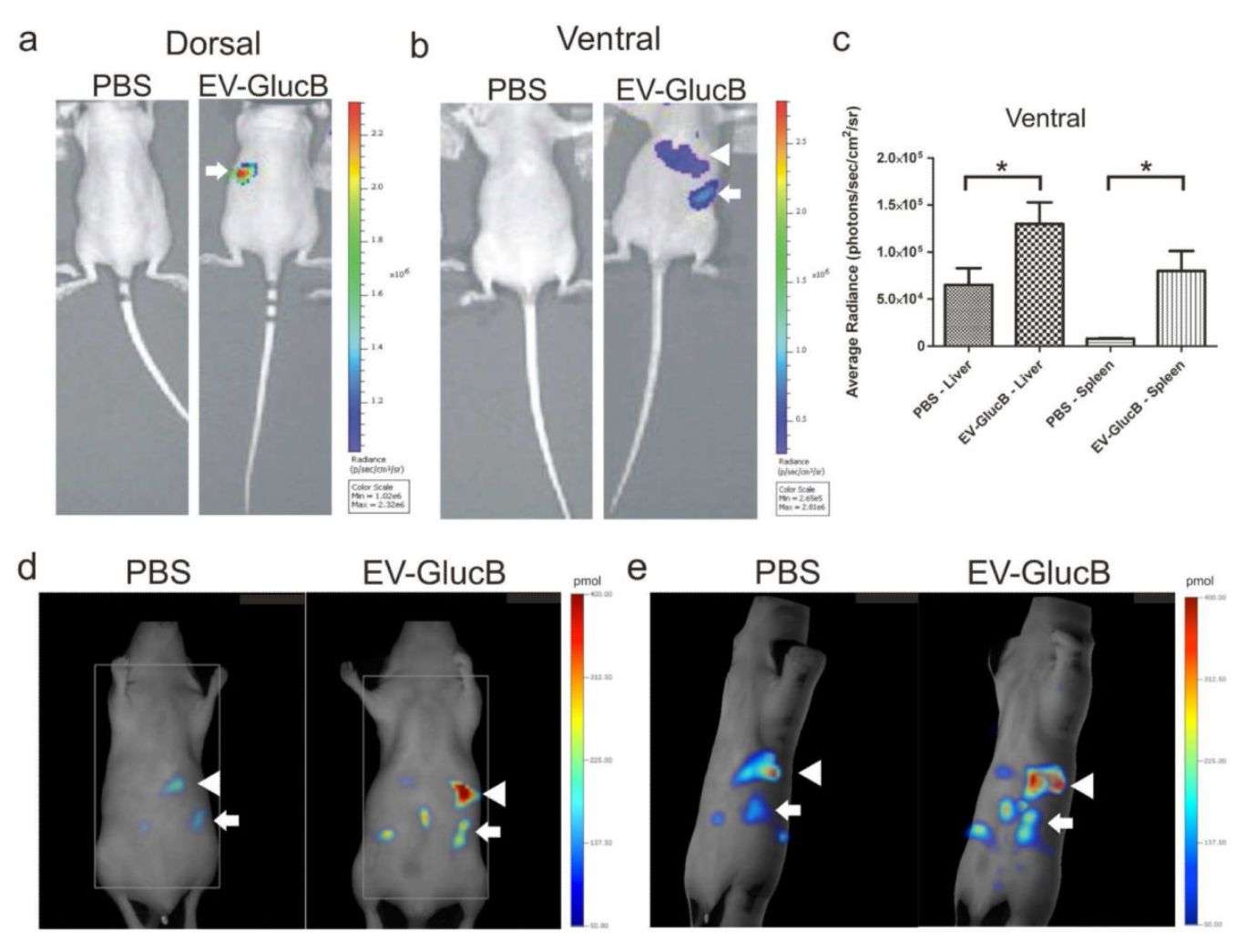 Figure 3. Schematic of in vivo imaging of intravenously injected exosomes.