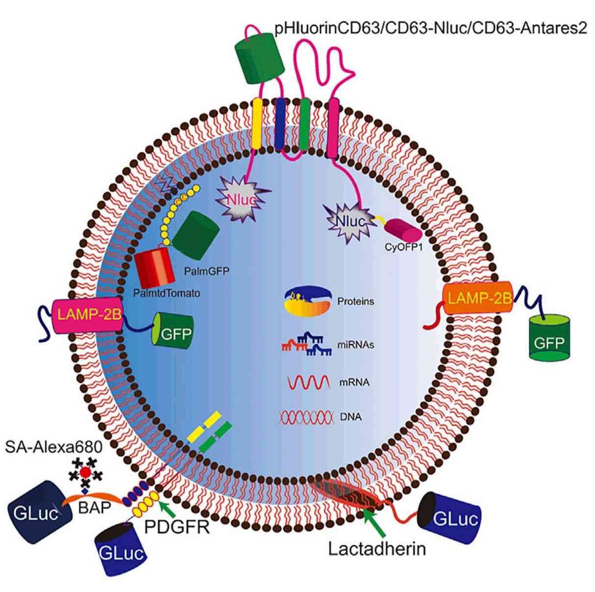 Figure 1. Tracking exosomes using signaling molecules (pHluorin, NLuc, Antares2, GFP, and GLuc).