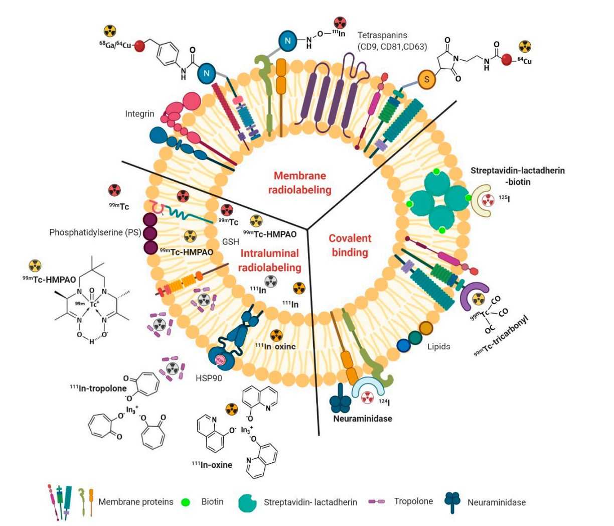 Figure 2. Schematic of three methods of radiolabeling extracellular vesicles (EVs).