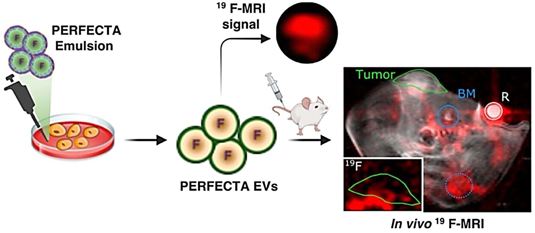 Figure 3. In vivo19 F-MRI of BALB-nu mice bearing HeLa tumors.