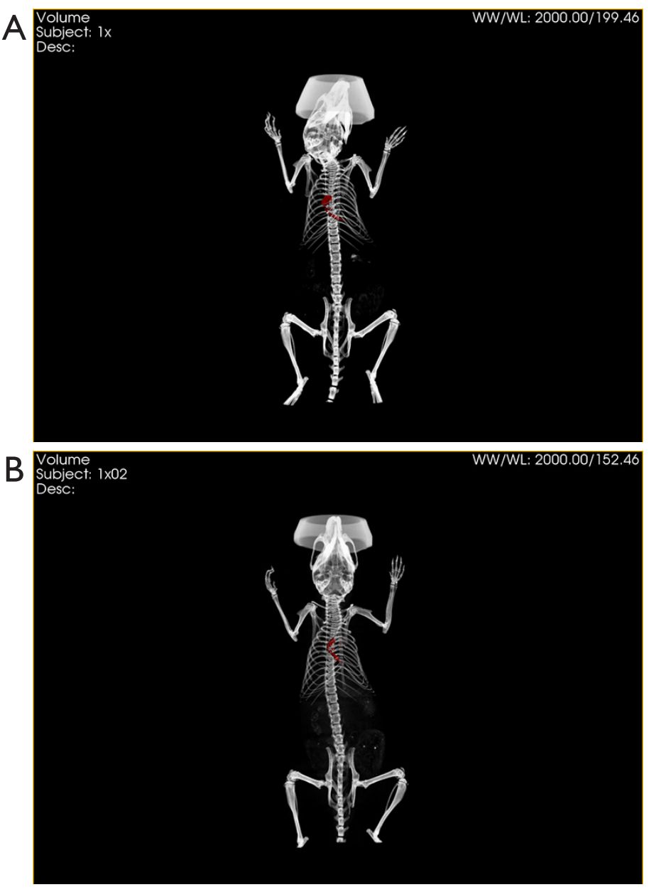 Figure 4. MSC-Exo in vivo CT imaging.