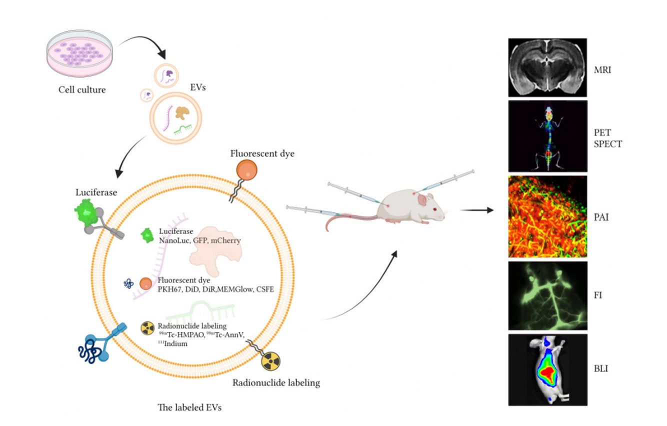 Figure 2. Strategies for exosome tracking.
