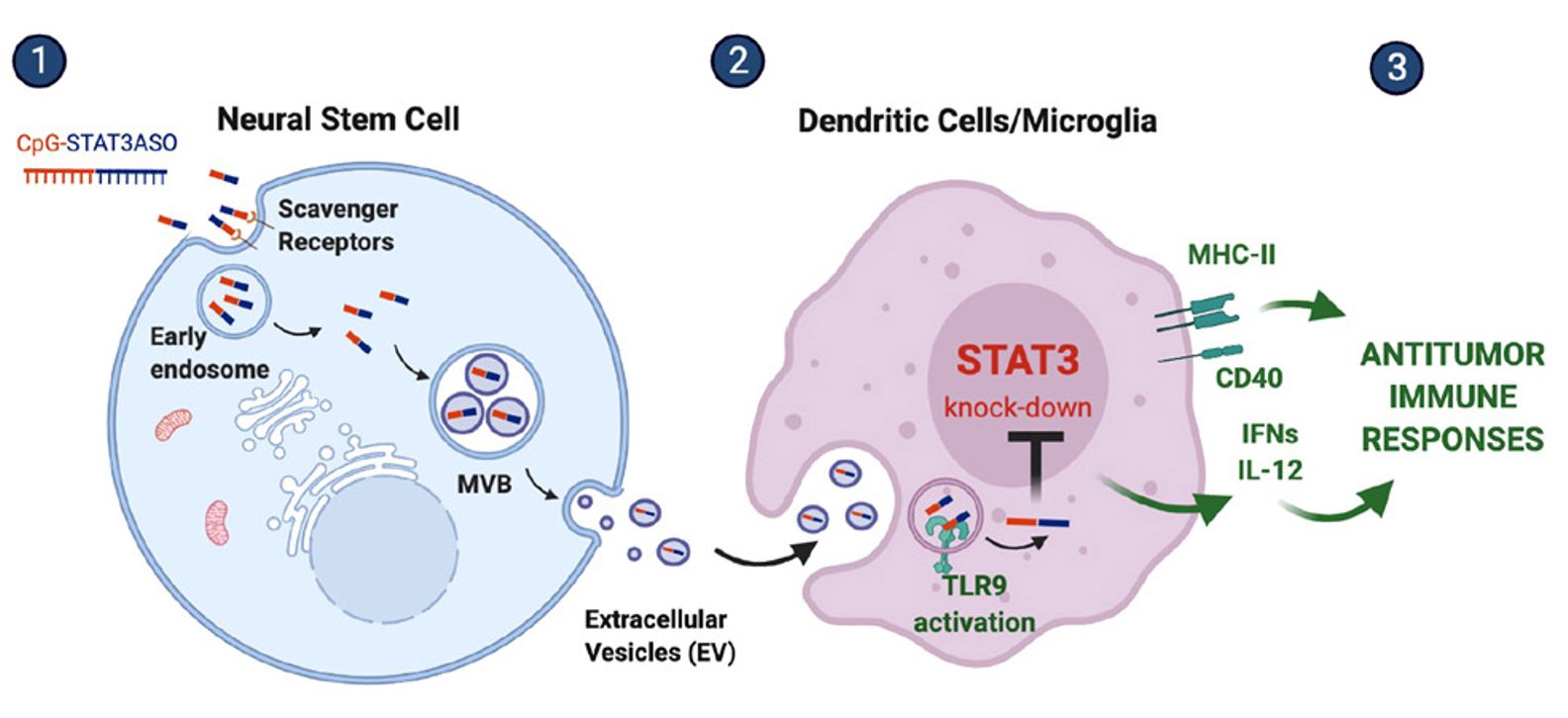 Figure 1. Exosome-encapsulated antisense oligonucleotide delivery.