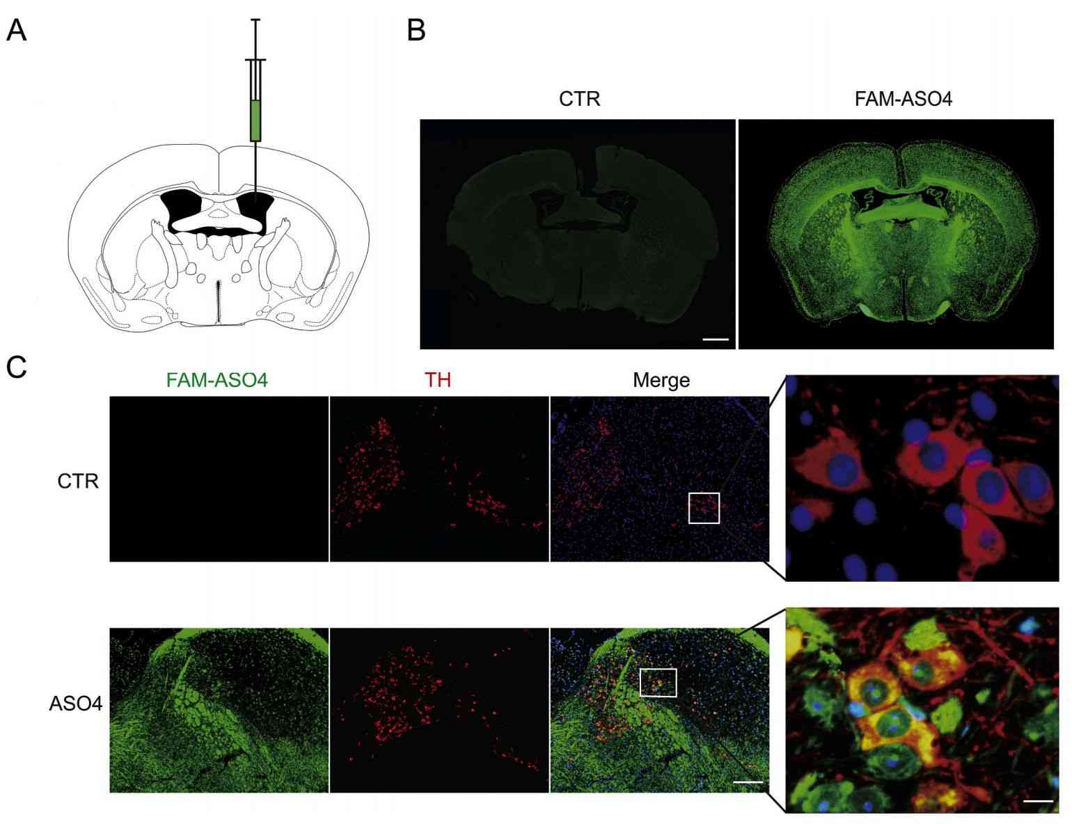 Figure 3. Exo-ASO4 distribution in the mouse brain.