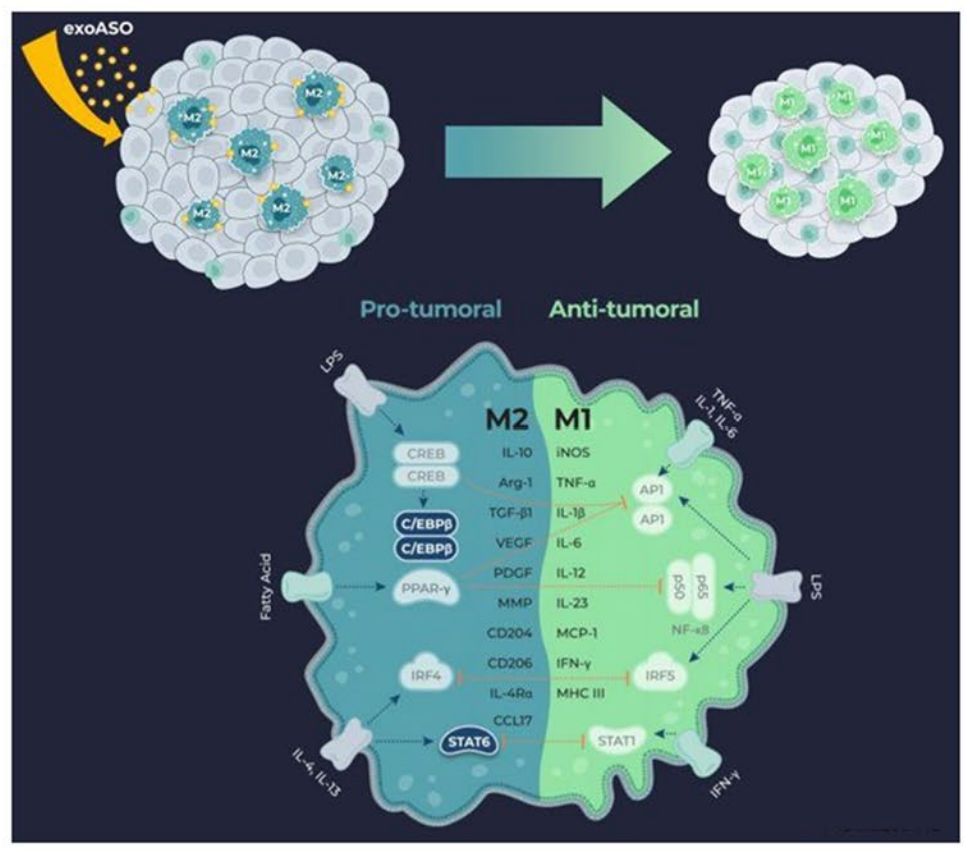 Figure 4. Delivery of ASO by exosomes to produce antitumor activity.