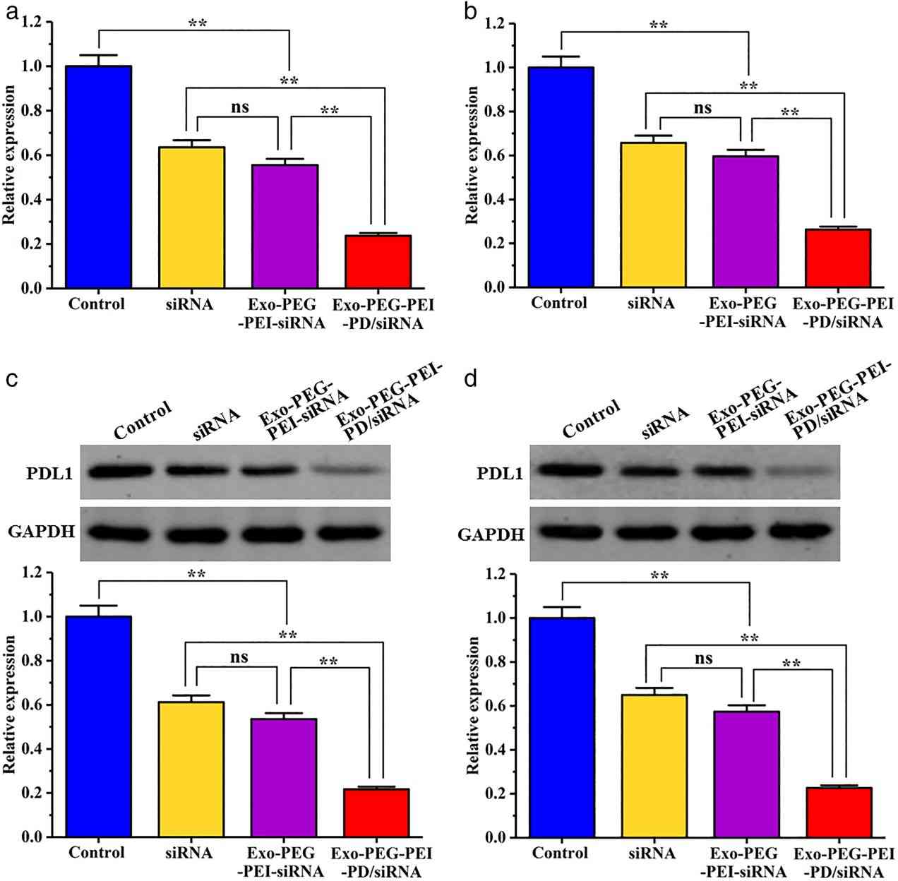 Figure 3. Exosome-loaded siRNA inhibits lung cancer protein expression.