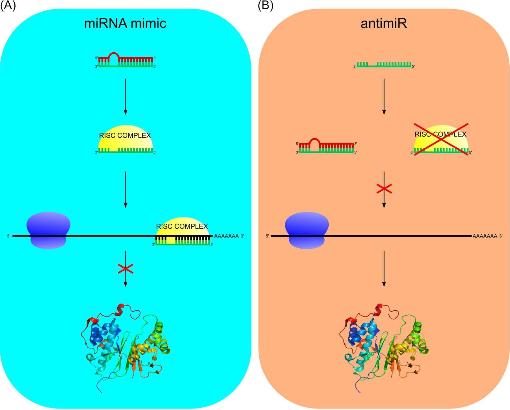 Figure 1. Process of miRNA-based therapy.