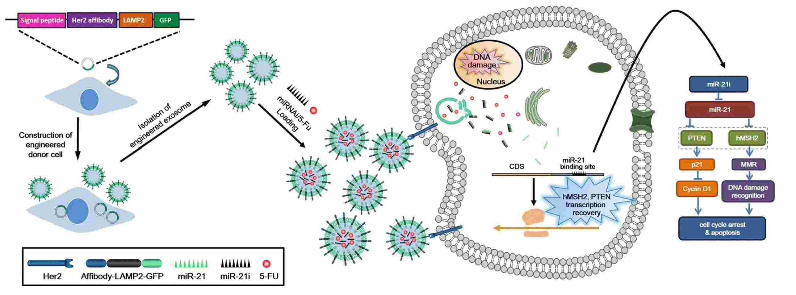 Figure 2. Exosomes deliver miRNA to human colon cancer cells.