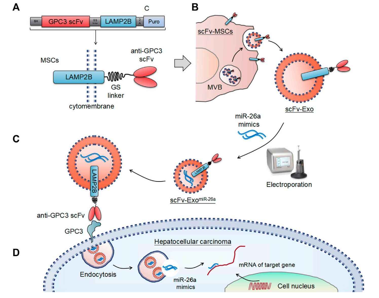Figure 3. Exosome-based miR-26a delivery system.