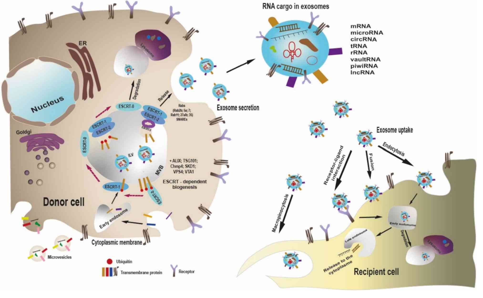 Figure 2. Biosynthesis, release, and uptake of exosomes.