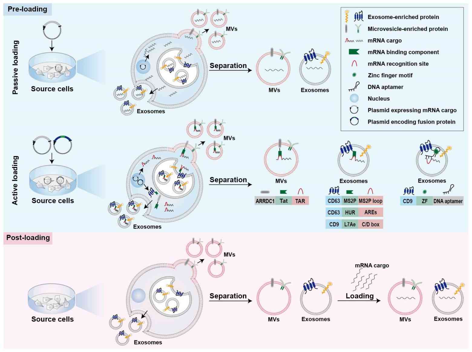 Figure 3. Loading mRNA into exosomes.