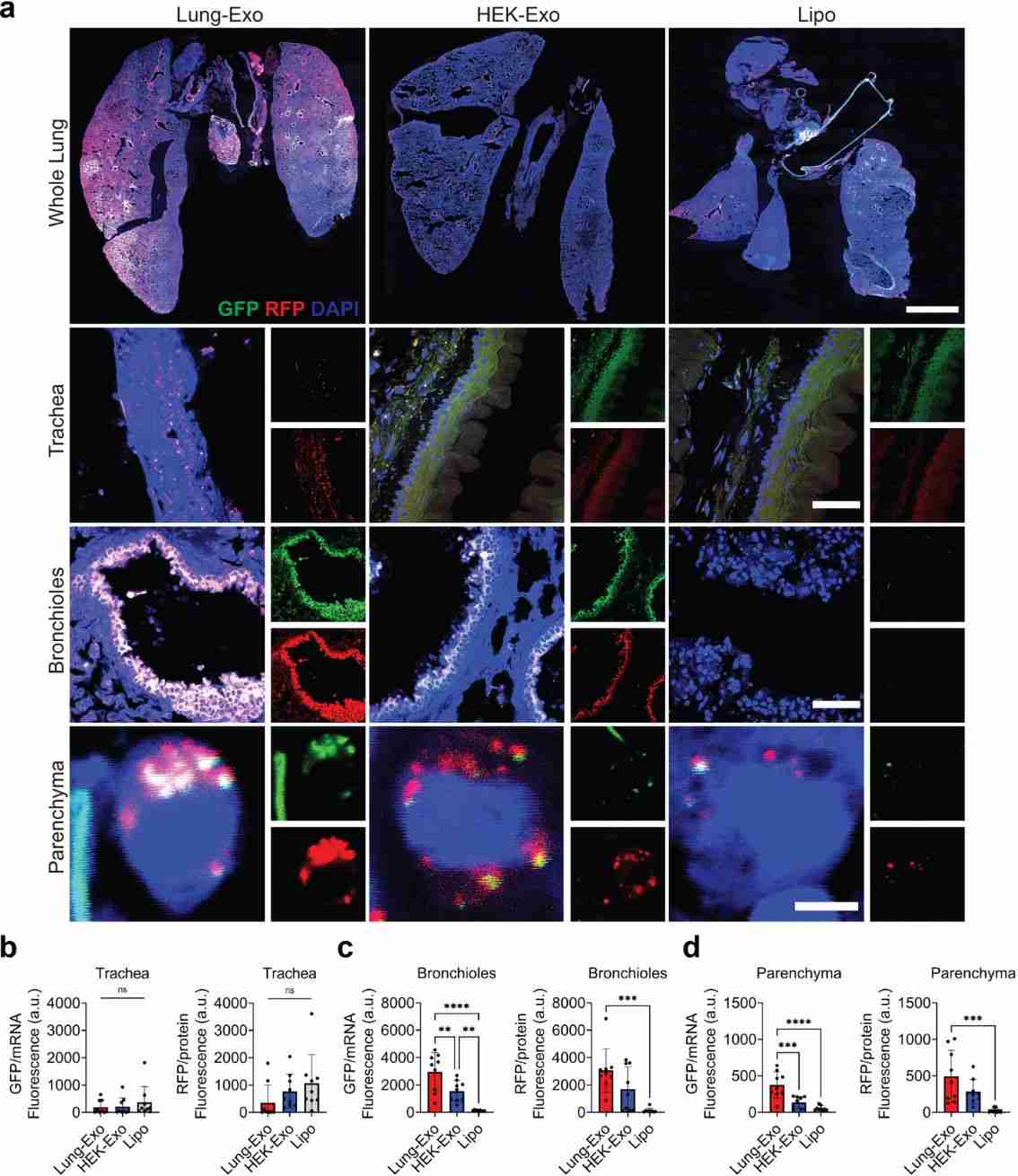 Figure 5. Exosome-loaded mRNA and protein delivery.