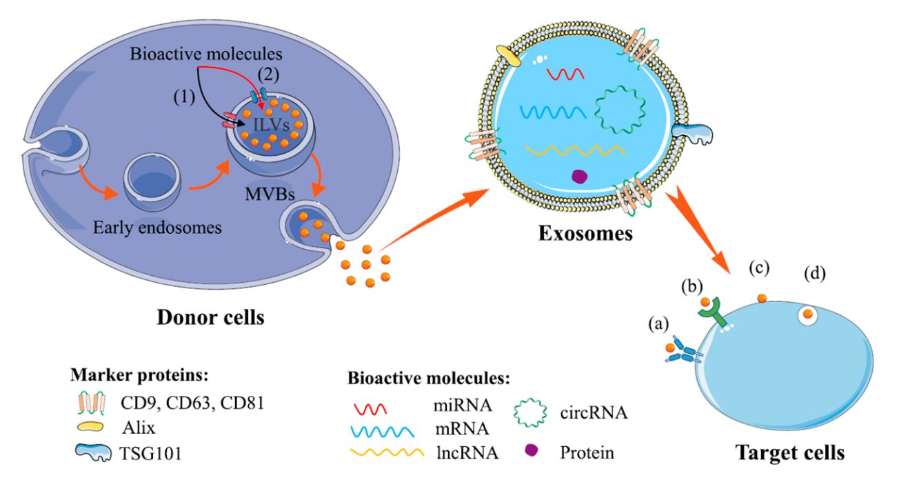 Figure 2. Biogenesis of exosomes.
