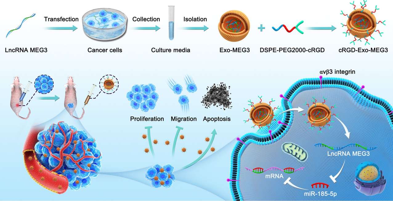 Figure 4. Exosome delivery of lncRNA MEG3 for osteosarcoma treatment.